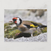 Goldfinch-Postkarte Postkarte (Vorderseite)
