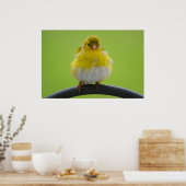 Goldfinch Print Poster (Küche)