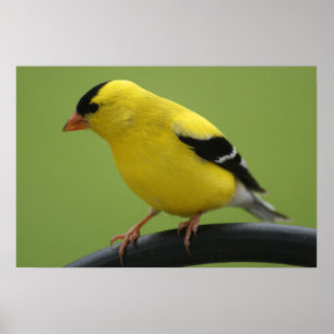 Goldfinch Print Poster