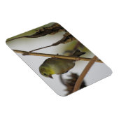 Goldfinch Profile Magnet (Rechte Seite)