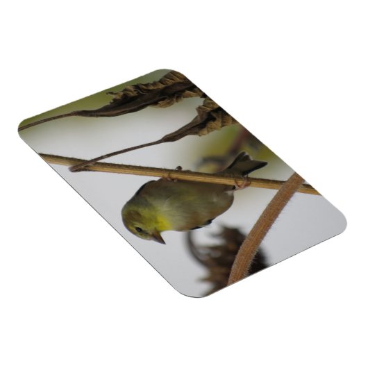 Goldfinch Profile Magnet (Rechte Seite)