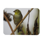 Goldfinch Profile Magnet (Horizontal)