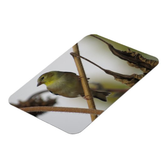 Goldfinch Profile Magnet (Linke Seite)