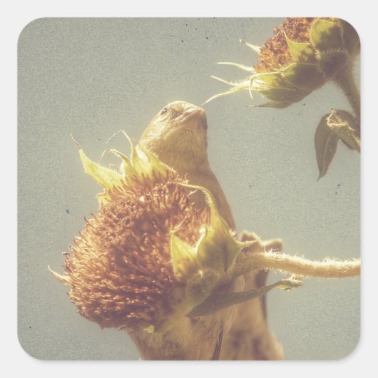 Goldfinch Quadratischer Aufkleber (Vorderseite)