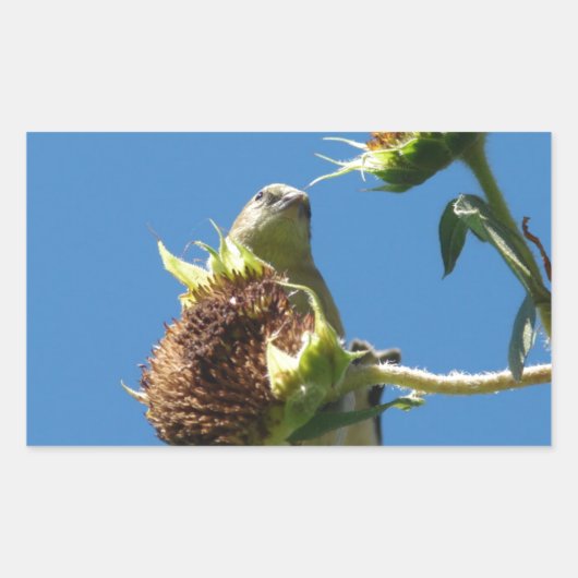 Goldfinch Rechteckiger Aufkleber (Vorderseite)