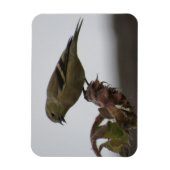 Goldfinch-Restrukturierung auf Sonnenblumenmagnet Magnet (Vertikal)