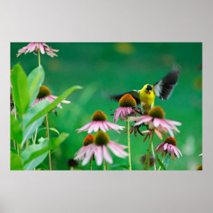 Goldfinch (Spinus tristis) Landung auf einem Tiefk Poster