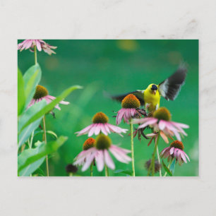 Goldfinch (Spinus tristis) Landung auf einem Tiefk Postkarte