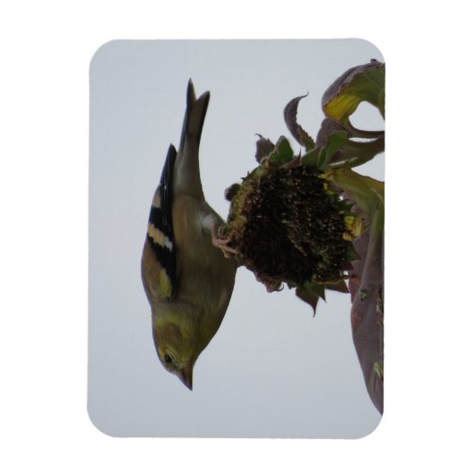 Goldfinch Sunflower Perch Magnet (Vertikal)