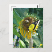 Goldfinch und eine Sonnenblume Postkarte (Vorne/Hinten)