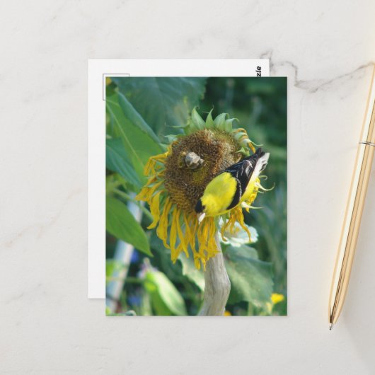 Goldfinch und eine Sonnenblume Postkarte (Vorderseite/Rückseite Beispiel)