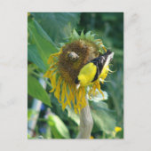 Goldfinch und eine Sonnenblume Postkarte (Vorderseite)