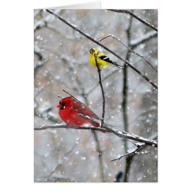 Goldfinch und Kardinal (Vorne)