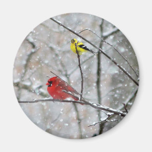 Goldfinch und Kardinal Magnet
