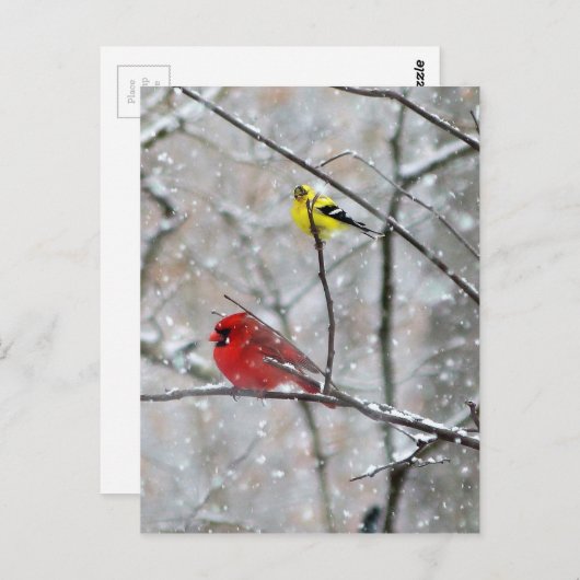 Goldfinch und Kardinal Postkarte (Vorne/Hinten)