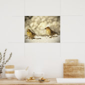 Goldfinch und Pine Siskin Poster (Küche)