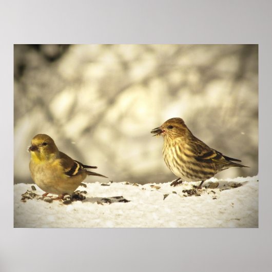 Goldfinch und Pine Siskin Poster (Vorne)
