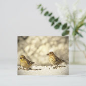 Goldfinch und Pine Siskin Postkarte (Stehend Vorderseite)