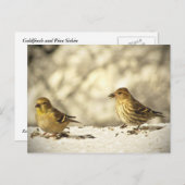 Goldfinch und Pine Siskin Postkarte (Vorne/Hinten)