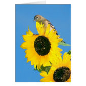 Goldfinch und Sonnenblume (Vorne)
