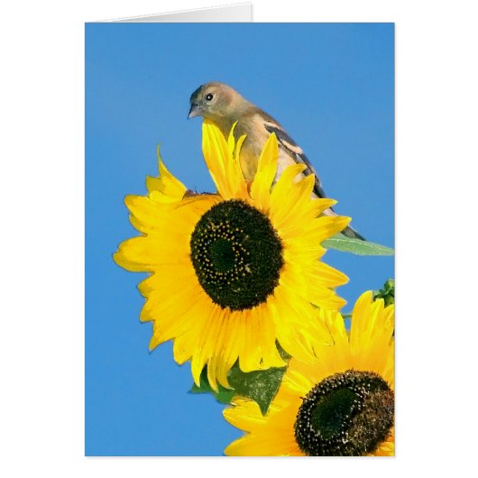 Goldfinch und Sonnenblume (Vorne)