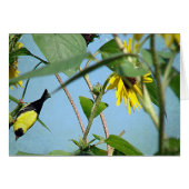 Goldfinch und Sonnenblumen (Vorderseite (Horizontal))