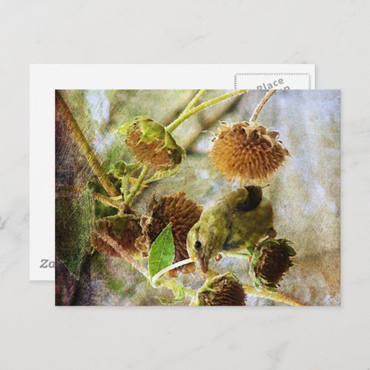Goldfinch und Sonnenblumen Postkarte (Vorne/Hinten)