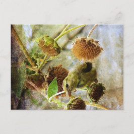 Goldfinch und Sonnenblumen Postkarte