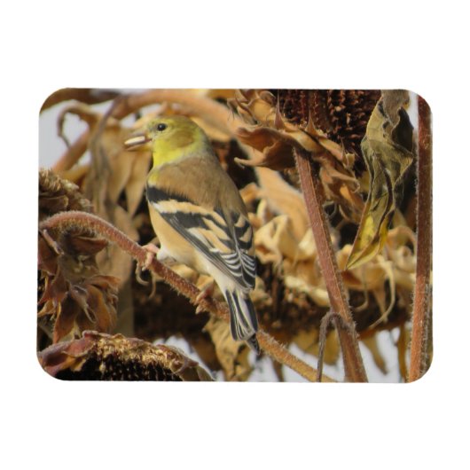Goldfinch und Sonnenblumenmagazin Magnet (Horizontal)