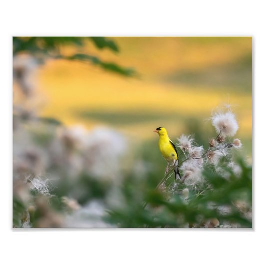 Goldfinch- und Thistle-Herbst Fotodruck (Vorne)