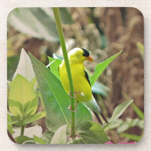 Goldfinch Untersetzer (Vorderseite)