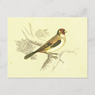Goldfinch Vintag Bird Lithograph Postkarte
