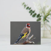 Goldfinch-Vogel Postkarte (Stehend Vorderseite)