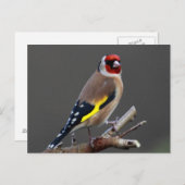 Goldfinch-Vogel Postkarte (Vorne/Hinten)