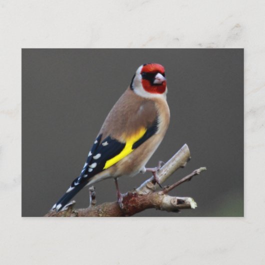 Goldfinch-Vogel Postkarte (Vorderseite)