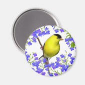 Goldfinch von männlichen Amerikanern in Lobelia Bl Magnet (Vorderseite/Rückseite)