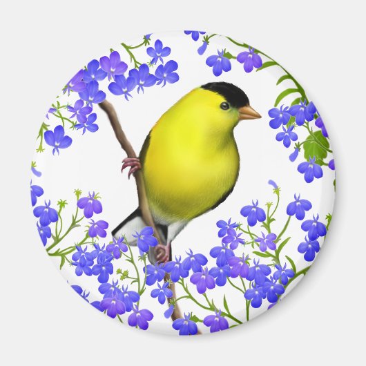 Goldfinch von männlichen Amerikanern in Lobelia Bl Magnet (Vorne)