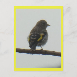 Goldfinch Young DIY Postcard Feiertagspostkarte