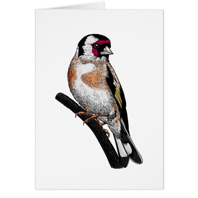 Goldfinch zeichnend (Vorne)