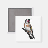 Goldfinch zeichnend magnet (Vorderseite/Rückseite)