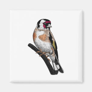 Goldfinch zeichnend magnet