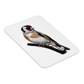 Goldfinch zeichnend magnet (Rechte Seite)