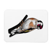 Goldfinch zeichnend magnet (Horizontal)