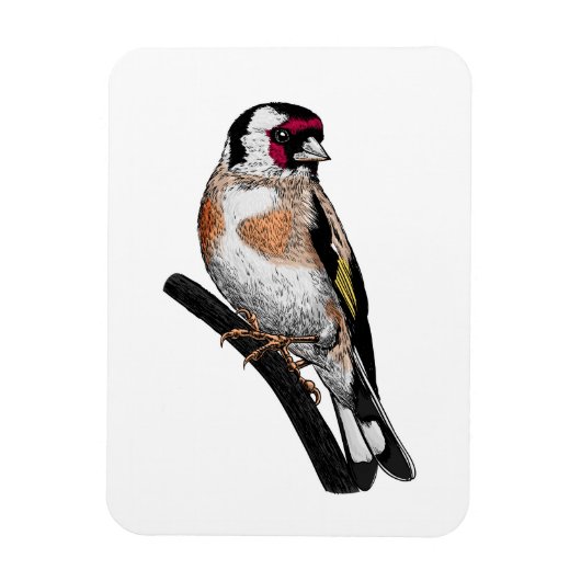 Goldfinch zeichnend magnet (Vertikal)