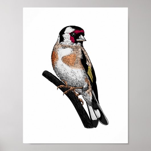 Goldfinch zeichnend poster (Vorne)