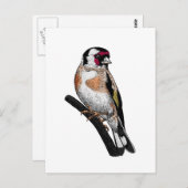 Goldfinch zeichnend postkarte (Vorne/Hinten)
