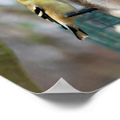 Goldfinches am Feeder Poster (Ecke)