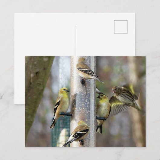 Goldfinches am Feeder Postkarte (Vorne/Hinten)