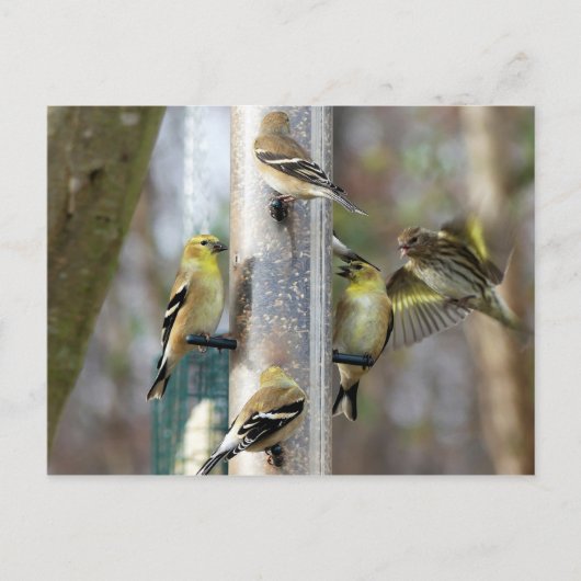 Goldfinches am Feeder Postkarte (Vorderseite)