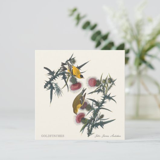 Goldfinches by John James Audubon (Stehend Vorderseite)